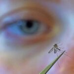 cdc-urges-people-to-prevent-mosquito-bites-as-west-nile-virus-season-gets-early-start
