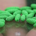 what-to-know-about-protecting-pets-from-the-new-world-screwworm-fly