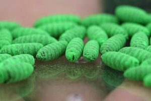 what-to-know-about-protecting-pets-from-the-new-world-screwworm-fly
