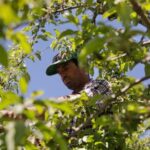 vermont-is-first-state-to-ban-paraquat,-a-weed-killer-linked-to-parkinson’s-disease