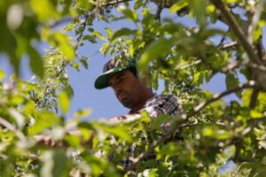 vermont-is-first-state-to-ban-paraquat,-a-weed-killer-linked-to-parkinson’s-disease