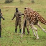 giraffes-given-a-new-home-in-uganda-to-escape-oil-drilling-in-the-country’s-largest-park