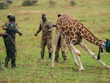 giraffes-given-a-new-home-in-uganda-to-escape-oil-drilling-in-the-country’s-largest-park