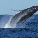 whale-‘supergroups’-show-numbers-are-rebounding-from-hunting.-but-iran-war-holds-dangers-for-them