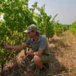 wildfires-near-bordeaux-bring-more-troubles-to-france’s-wine-industry