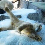 prague-zoo-keeps-polar-bears-cool-with-ice-cubes-as-european-summer-heatwave-hits