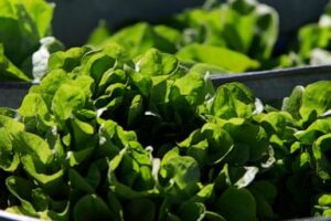 between-prices-and-a-diarrhea-causing-parasite,-lettuce-is-causing-hard-times