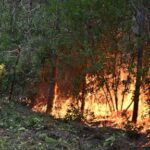france’s-forest-management-may-need-to-change-to-prevent-more-wildfires-in-les-landes