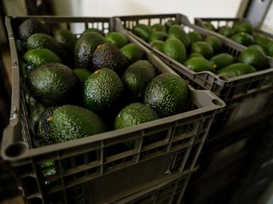 us-suspends-avocado-inspections-in-mexican-state-of-michoacan-due-to-threat