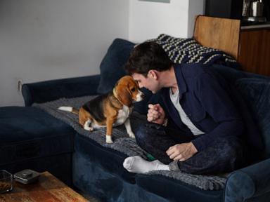 gene-edited-beagles-may-offer-a-future-option-for-people-with-dog-allergies