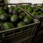 why-mexican-avocado-exports-to-the-us-have-once-again-been-stopped